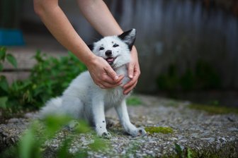 Fellflausch mit Moschusnote: Sibirische Forscher züchten zahme Füchse - Zum Haustier gemacht: ein gezähmter Fuchs auf dem Gelände einer Fuchs-Farm nahe Akademgorodok in Russland.
