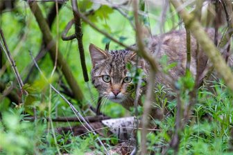 Ferienabenteuer rund um die Wildkatze im Plauener Pfaffengut - Die Wildkatze steht am Mittwoch im Mittelpunkt eines Spiels im Plauener Pfaffengut. Foto: Ellen Liebner