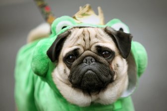 Ferienangebote im Glauchauer Schloss: Mopsfideles und ein großer Maskenball - Mopsfidel geht es in den Winterferien im Glauchauer Schloss zu.