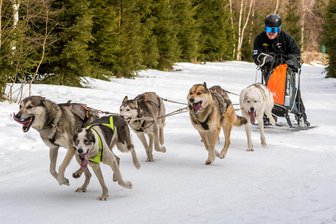 Ferienspaß im Erzgebirge: Was am Wochenende in der Region geboten wird - Rund 30 Musher gehen am Wochenende beim 22. Hundeschlittenrennen auf dem Areal des Waldgasthofes Bad Einsiedel in Seiffen an den Start.