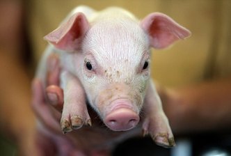 Ferkeltötungen: Sachsen zögert mit Maßnahmen gegen Verstöße -