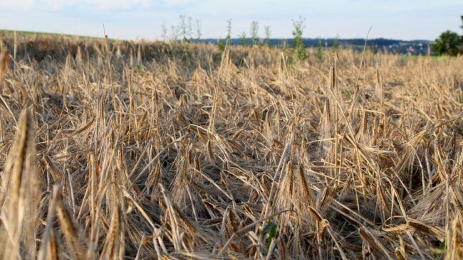 Feuchter Sommer: Landwirte befürchten Einbußen bei Ernte - So sieht es aus, wenn heftiger Regen und Wind über die reifen Felder toben: Das Getreide, hier ein Gerstenfeld in der Nähe von Theuma, liegt am Boden. Ernteverluste sind vorprogrammiert. 