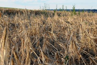 Feuchter Sommer: Landwirte im Vogtland befürchten Einbußen bei Ernte - So sieht es aus, wenn heftiger Regen und Wind über die reifen Felder toben: Das Getreide, im Bild ein Gerstenfeld in der Nähe von Theuma, liegt am Boden. Ernteverluste sind programmiert. 