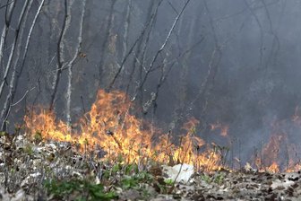 Feuer im Kommunalwald -