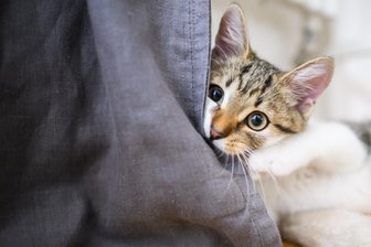Feuerwehr aus Langenleuba-Oberhain im Einsatz: Katze aus Baum gerettet - Eine Katze (Symbolfoto) war jetzt in Oberhain bei Penig in Not.