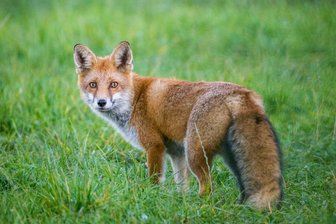 Feuerwehr befreit Fuchs aus Kühlergrill - Einen Fuchs aus einem Kühlergrill befreit haben Feuerwehrleute am Mittwochmorgen in Limbach. 