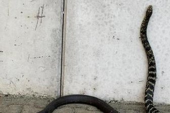 Feuerwehr fängt Schlange in Carport ein - Sorgte in Steinpleis für Aufregung: eine Zornnatter.