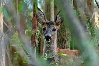 Feuerwehr holt bei Penig totes Reh aus Höllmühlenteich - Ein Reh im Dickicht des Waldes (Symbolfoto). Ein totes Tier wurde aus einem Teich in Chursdorf geborgen.