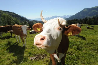 Feuerwehr im Vogtland befreit Kuh aus misslicher Lage - Zu einem tierischen Einsatz musste die FFw Oelsnitz ausrücken.