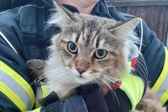 Feuerwehr in Geringswalde im Einsatz: Katze sitzt im Schneefang fest - Im August 2019 konnte die Mittweidaer Feuerwehr diese Katze von einem Dach retten. Nun half die Feuerwehr von Geringswalde.