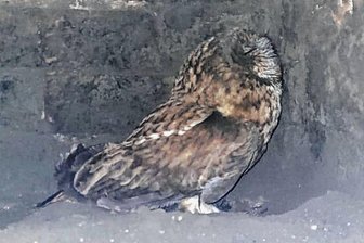 Feuerwehr Johanngeorgenstadt befreit Eule aus Schornstein - Die kleine Eule war am unteren Ende des Schornsteins gefangen. 