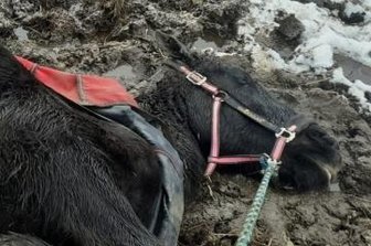 Feuerwehr muss Pferd vom Eis holen - Das Pferd kam von allein nicht mehr hoch, dem Tier geht es wieder gut.