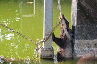 Feuerwehr rettet Dachs aus Notlage - Erschöpft vom Schwimmen: Mit den Zähnen klammerte sich der Dachs in einem Wasserspeicher an einem Kabel fest.