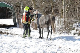 Feuerwehr rettet eingeklemmtes Pferd -