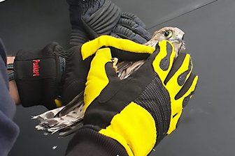 Feuerwehr rettet Falken -