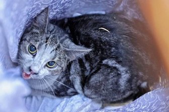 Feuerwehr rettet Frau und Katze - Die Katze der Bewohnerin konnte gerettet werden.