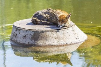 Feuerwehr rettet Fuchs aus misslicher Lage - Keine Chance, allein ans Ufer zu kommen. Aber Hilfe naht.