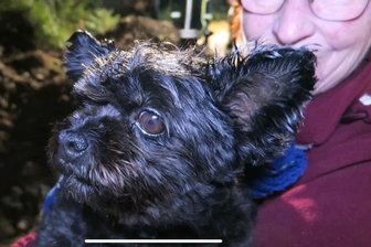 Feuerwehr rettet Hund aus Rohr im Erzgebirge -