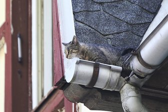 Feuerwehr rettet Jungkatze in Nöten - 