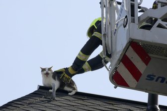 Feuerwehr rettet Katze von Dach -