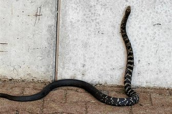 Feuerwehr Werdau: Im Einsatz für Entenfamilie, Schlange und Katzen in Not - Eine Zornnatter hatte sich im Juni in ein Carport an der Straße Zum Steinpleiser Bahnhof verirrt. Die Feuerwehr fing das 1,50 Meter lange Tier ein.