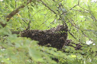 Feuerwehreinsatz wegen Bienenschwarm -