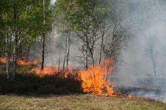 Feuerwehren kämpfen gegen etliche Waldbrände - Der Waldbrand in Jüterbog in Brandenburg breitet sich aus