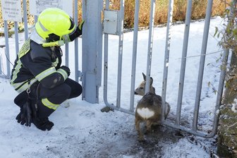 Feuerwehrleute als Rehretter - 