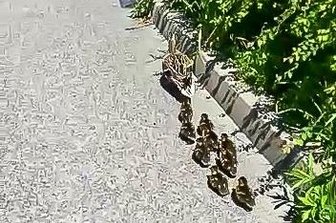 Feuerwehrmann befreit Entenküken aus Gully - Mehrere Entenküken mussten am Samstag in Stollberg aus einer misslichen Lage gerettet werden.
