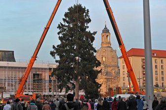Fichte für Dresdner Striezelmarkt zerbricht beim Verladen - Neuer Baum steht - 