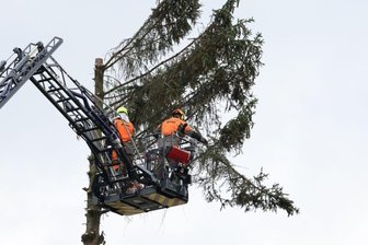 Fichte muss der Säge weichen - 