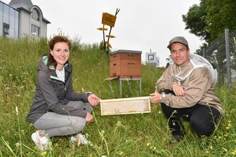 Firmenbienen in Oelsnitz liefern den ersten Honig -