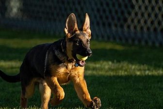 First Dog - Das ist Commander.