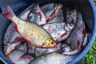 Fischdiebe schlagen in Burgstädt zu - Fischdiebe haben in Burgstädt zugeschlagen.