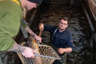 Fischer aus Schweikershain: Können unsere Karpfen im Schwanenteich Mittweida bleiben? - Fischwirt Martin Lichtenfeld im Hälterbecken des Fischhauses in Schweikershain.