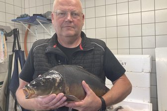 Fischer im Vogtland kämpfen gegen Räuber: Fischotter und Kormorane fressen Teiche halbleer - Die Karpfensaison geht zu Ende. Einige Prachtexemplare sind aber bei Bernd Leucht noch zu haben.