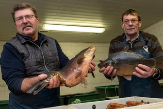 Fischwirte aus Schweikershain suchen Nachfolger: Welche Herausforderungen warten - Im Fischhaus von Volker Fuhrmann (l.) und Gunter Schlegel in Schweikershain sind besonders zu Silvester die Karpfen gefragt. Nun suchen die beiden jemanden, der ihr Geschäft übernimmt. 