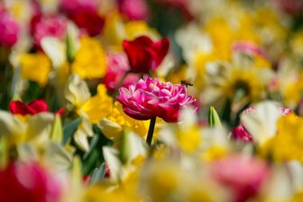 Flache Witze in Mulda – Frühlingsmarkt in Brand-Erbisdorf - Frühling! Brand-Erbisdorf lädt am Mittwoch zum Frühlingsmarkt.