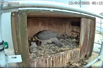 Flauschiger Falken-Nachwuchs im Erzgebirge: In Horst an Riesen-Esse tut sich was - Die Falken-Cam der Nickelhütte Aue zeigt, dass die Küken der Falken geschlüpft sind.