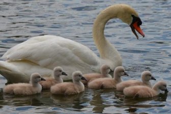 Flauschiger Nachwuchs auf dem Schloßteich - Sieben Küken hat das Höckerschwanenpaar auf dem Schloßteich ausgebrütet. Auf die Jungen warten jedoch eine ganze Reihe von Gefahren. Im vergangenen Jahr überlebten nur drei von acht Jungtieren.