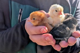 Flauschiger Nachwuchs: Seltene Ayam Cemani Küken im Tierpark Freiberg geschlüpft - Drei unterschiedliche Hühnerrassen wachsen im Tierpark Freiberg auf. Jetzt sind die Küken geschlüpft.
