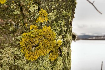 Flechten auf Bäumen bedeuten keinen Grund zur Sorge - Flechten und Moose lassen sich gerne auf Bäumen nieder, wie dieser Ahorn bei Großrückerswalde beweist.