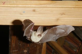 Fledermaus mit Babybauch fotografiert - Das Bild, ausgelöst durch eine Fotofalle, zeigt ein weibliches Tier des Braunen Langohrs. Die Wölbung am Bauch verrät: Es ist trächtig.