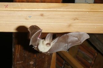 Fledermaus mit Babybauch in Schwarzbach fotografiert - Das Bild, ausgelöst durch eine Fotofalle, zeigt ein weibliches Tier des Braunen Langohrs. Die Wölbung am Bauch verrät: Es ist trächtig.