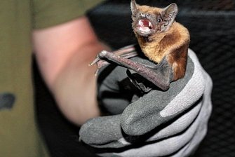 Fledermausnacht in Hirschfeld endet mit Entdeckung - Dieser Große Abendsegler ist Heiko Goldberg bei der Fledermausnacht am Samstag im Hirschfelder Tierpark ins Netz gegangen.