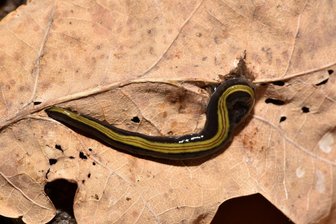 Fleischfressende Würmer breiten sich aus: Das sollten Gartenbesitzer jetzt wissen - Jetzt auch in Deutschland angekommen: Die markant gefärbte Landplanarie Caenoplana variegata stammt ursprünglich aus Australien. Zu erkennen ist dieser Strudelwurm gut an seinem grünbraunen Streifen auf dem Rücken.