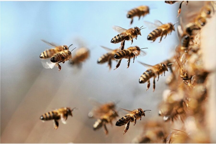 Fleißige Bienchen: Imkerei stößt in Glauchauer Region auf wachsenden Interesse - Bis die Honigbienen wieder ausfliegen, vergehen noch ein paar Wochen. 