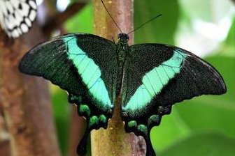 Fliegende Exoten ab morgen zu sehen -