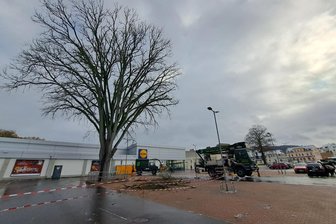 Flöha: Großer Bergahorn-Baum auf dem Lidl-Parkplatz wird gefällt - Auf dem Parkplatz an der Augustusburger Straße in Flöha wurden ein Bergahorn gefällt und eine Ulme beschnitten.