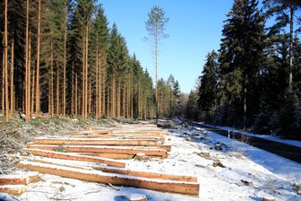 Flöha: Holzeinschlag in der Struth – Straße gesperrt - Aufgrund von Holzerntemaßnahmen in straßennahen Bereichen des Waldteiles „Flöhaer Struth“ wird die Eubaer Straße voll gesperrt.